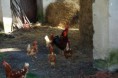 /album/animales/el-gallo-y-las-pitas-6181910125-l-jpg/